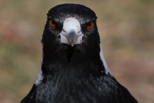 image of magpie