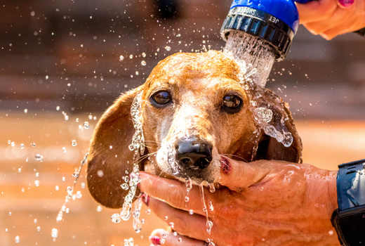 Dog being hosed off with water to cool down